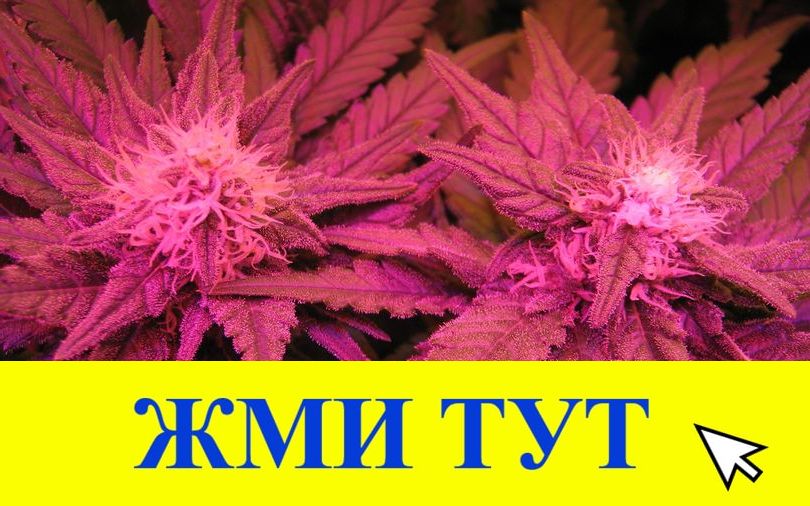 Купить наркотики в Новотроицке